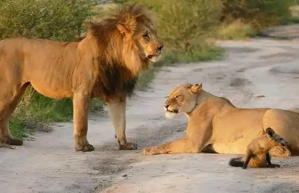 非洲大草原上的狮群,雄狮成年后就离开家,还会记得吗?