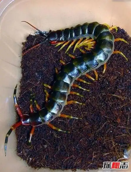 世界上最大的蜈蚣加拉帕格斯巨人蜈蚣06米能捕鸟抓蛇