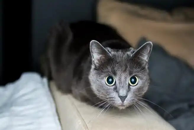 科拉特猫品种简介!