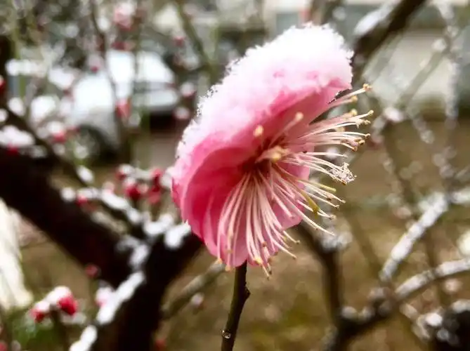 梅花,它是一种在冬天才傲然开放的花,是一种在雪中才显得更加纯美的花