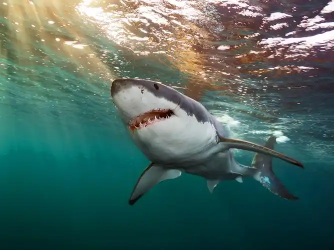 an great white shark.