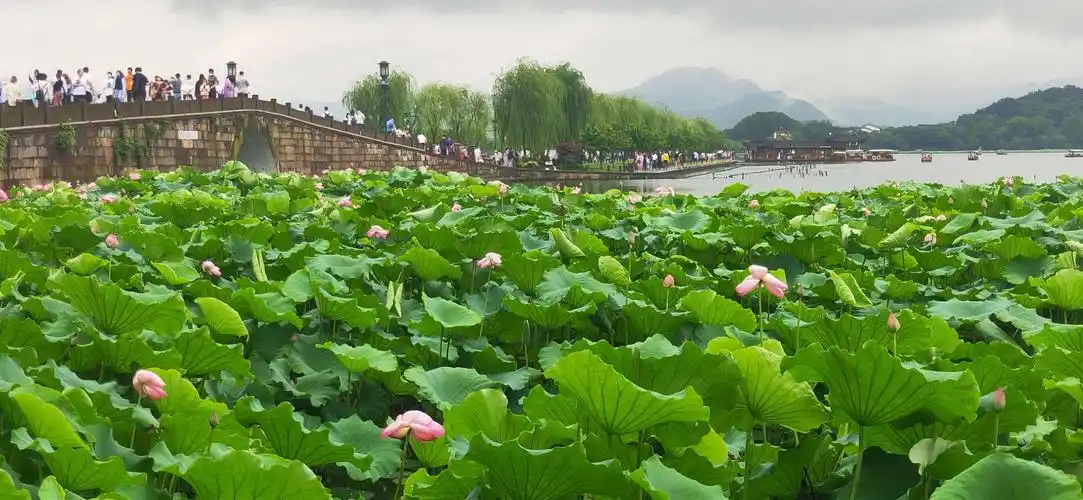 杭州,曲院风荷,西湖,荷花家园.