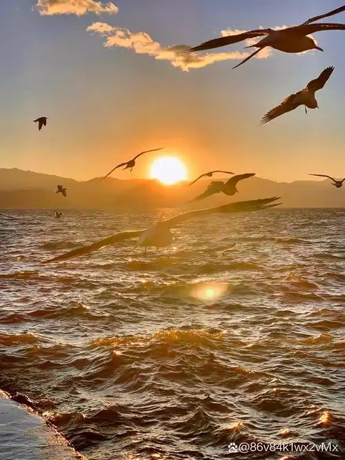 它们展翅高飞,与蓝天大海交织成一幅美丽的画卷.
