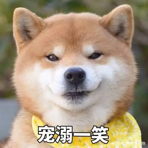 狗狗的微笑-表情包