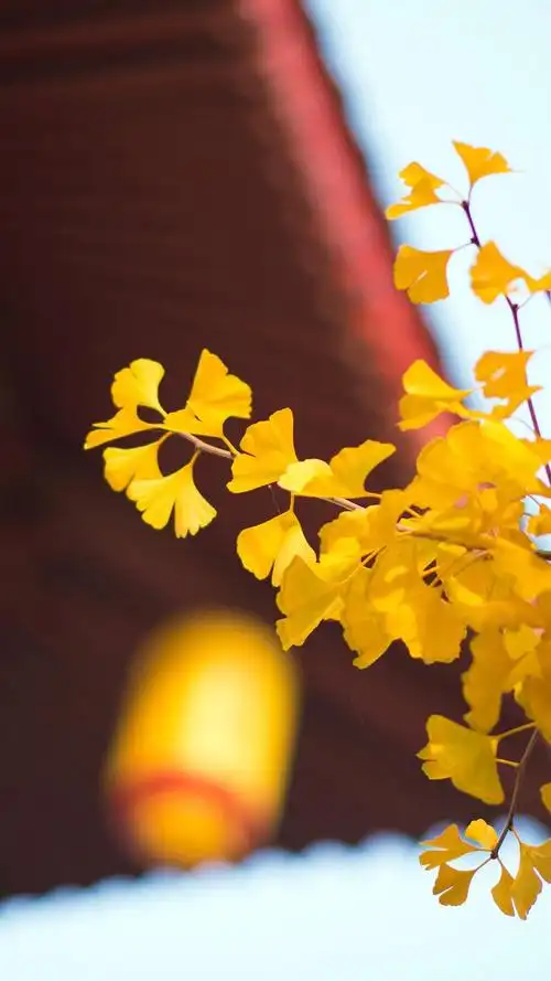 唯美秋季风景手机壁纸图片