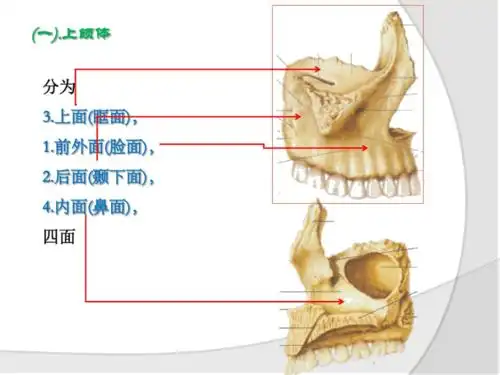 01第一节上颌骨.pdf