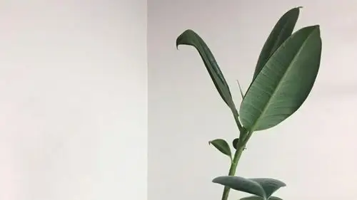 简约意境静物风景高清图片桌面壁纸