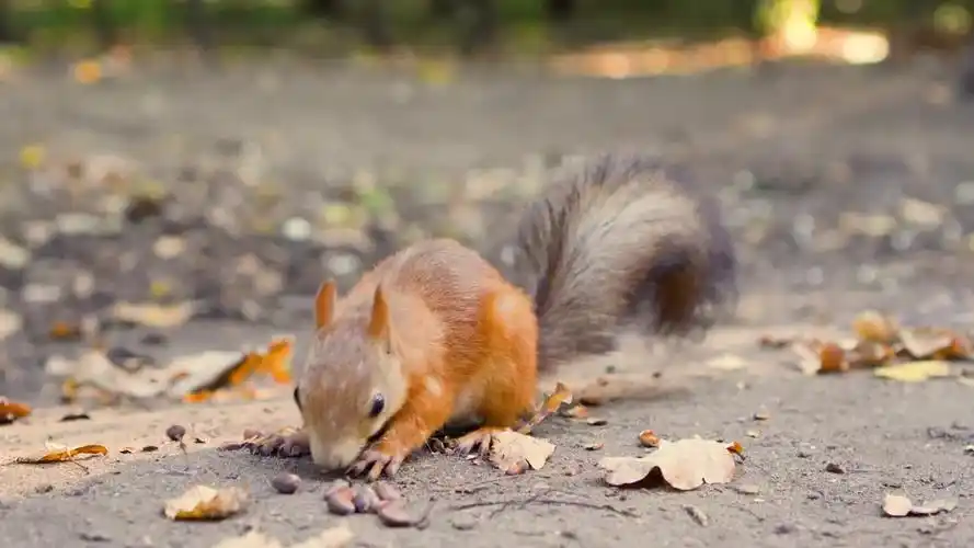 在路边疯狂吃坚果的松鼠秋天立秋秋分视频模板下载 - 觅知网