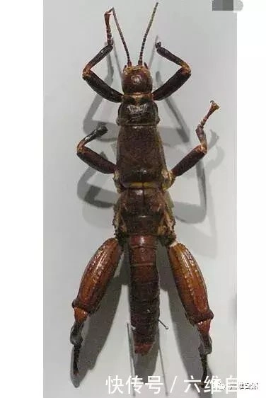 活化石篇章树龙虾