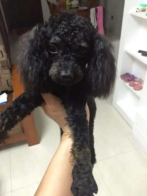 800元出自家养 十个月 泰迪贵宾 黑色 公子