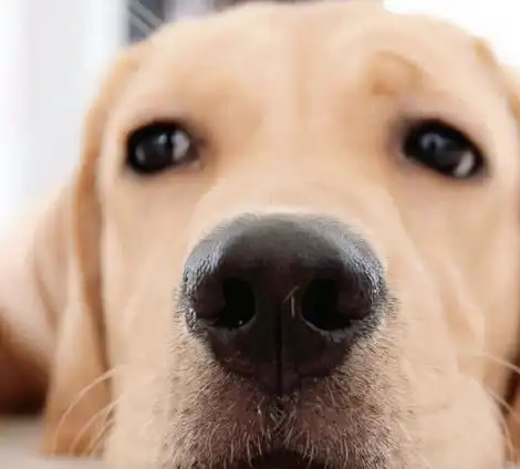 狗狗不听话千万不敢打!