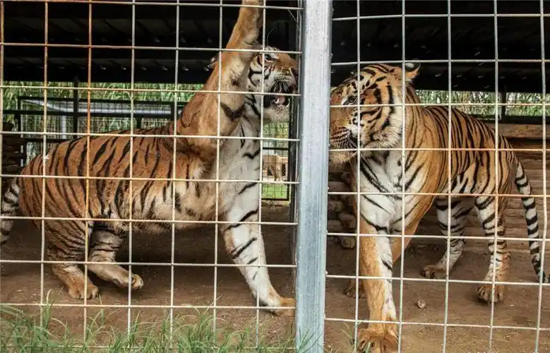 但动物园里的老虎,都被关在坚固的围墙或大铁笼子里,以防止它们出来