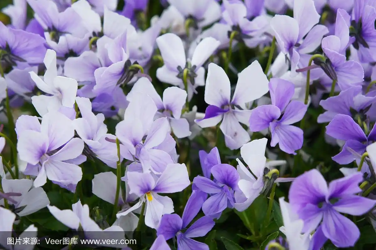 viola cornuta紫罗兰白色三色堇花
