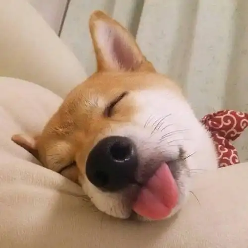 黄夏温表情包图片我错了下次绝不会改