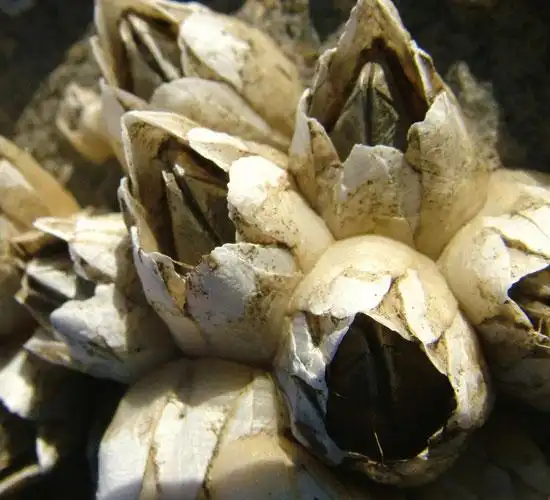 藤壶  藤壶是附在岩石上生长的,一簇簇灰白色,有石灰质外壳的节肢动物