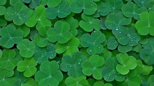 幸运三叶草清新护眼微距摄影