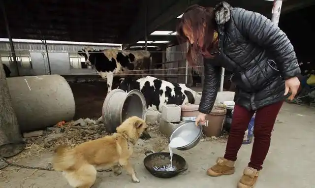农村婆婆做饭招待我,我却把婆婆做的饭喂狗吃|婆婆|狗|老公_新浪新闻