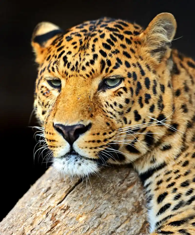 豹,一只豹子的肖像