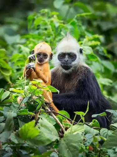 世界十大珍稀动物《白头叶猴》