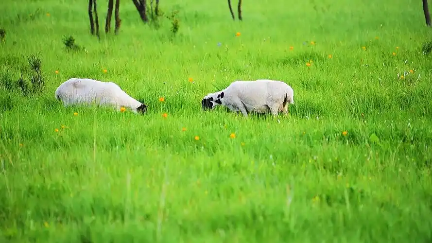 活动  坝上草原,生活明朗,万物可爱,小羊吃草