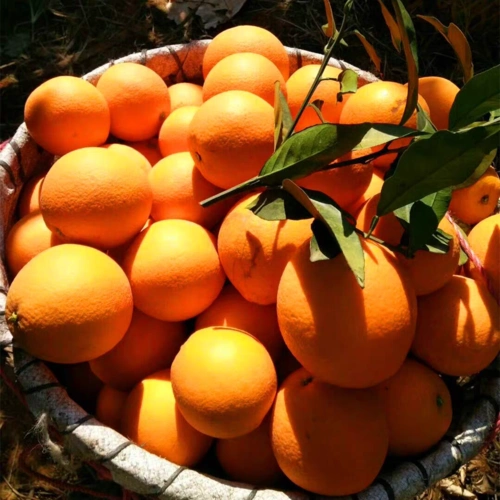 【精品果】赣南脐橙5斤大果约8-12个 农家果园直发 绿色健康放心_双氙