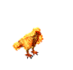 凤凰图片_百度百科