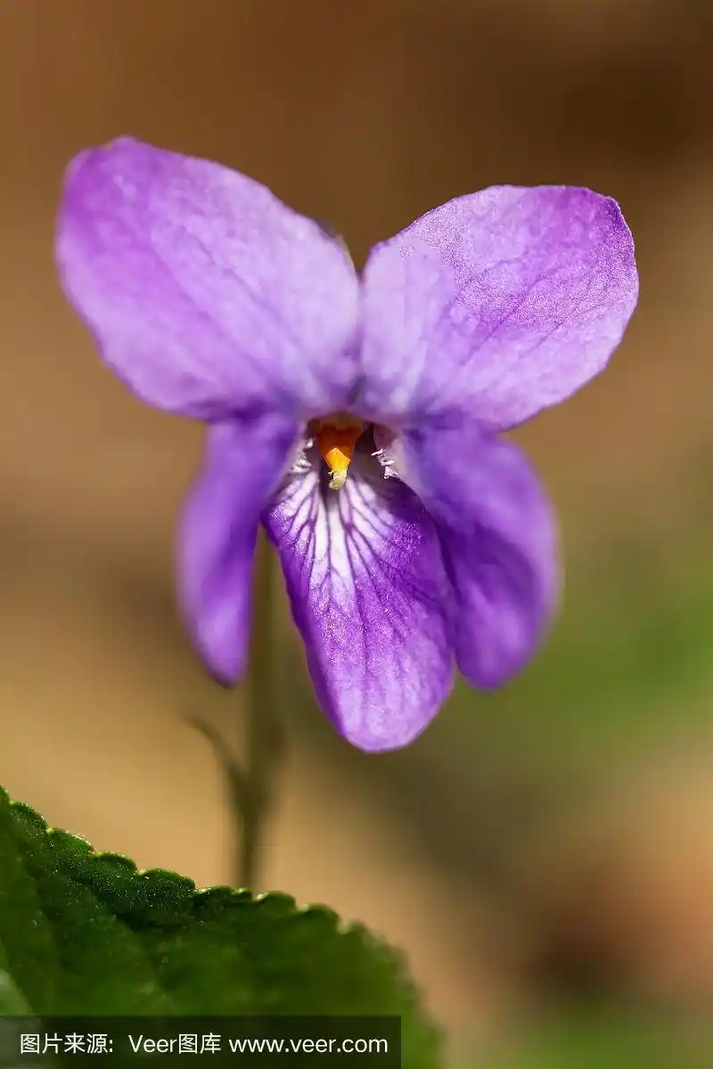 木紫罗兰(viola odorata)或甜紫罗兰,英国紫罗兰,原产于欧洲的普通或