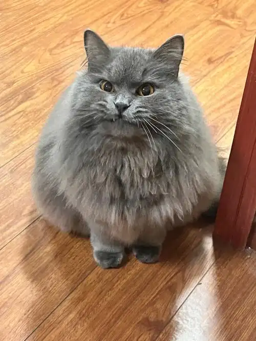 长毛蓝猫都长一个样子么