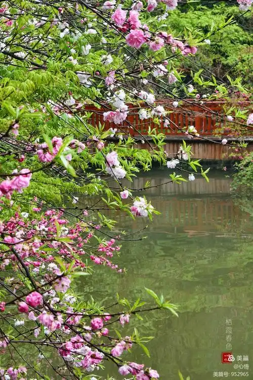 山寺桃花始盛开