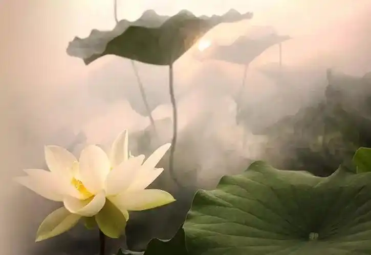 来生愿做一朵莲