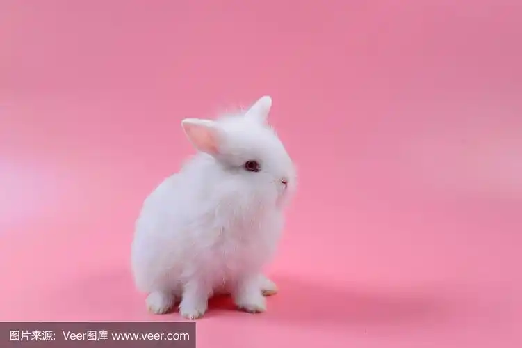 花花公子,兔子,粉色背景,毛绒绒,小兔子