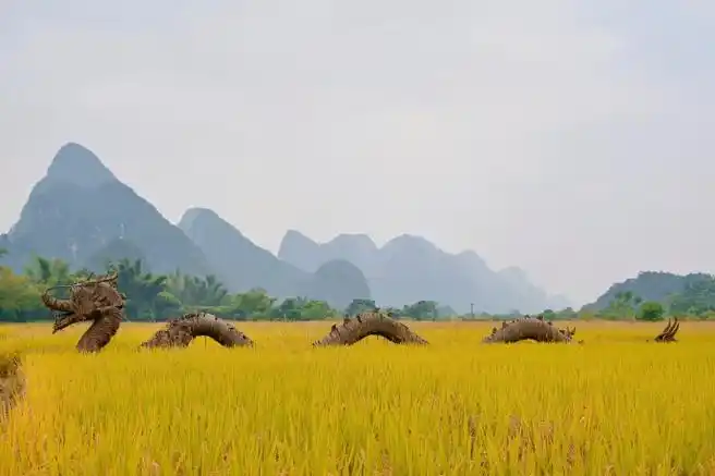 秋天丰收的季节90,整个大地都被金色的稻田覆盖,这是秋日里限定的