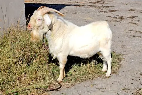 宜昌白山羊,行走在大山里的"百草仙",品牌价值176.78亿_养殖