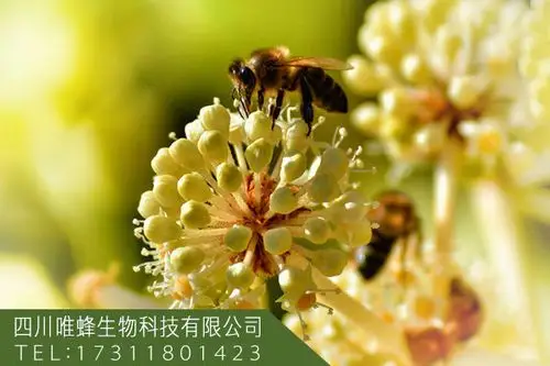 代用花粉入夏管理方法