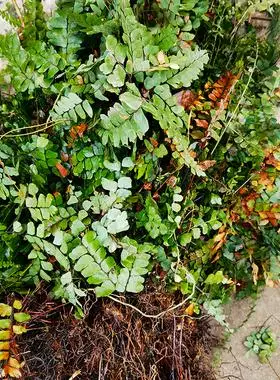 乌脚芼新鲜正宗乌骨芼 铁线草黑脚蕨乌脚枪中草药材干货另售带根