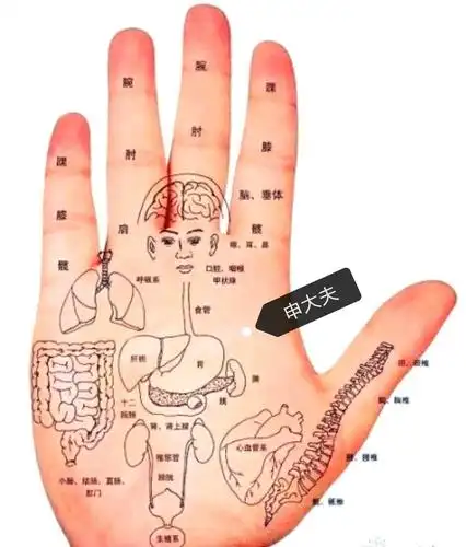其它 申大夫 手掌全息养生图 写美篇中医捏指治病: 肝病:揿捏右手拇指