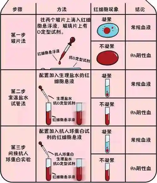 稀有10大血型遗传规律冷知识rh阴性阳性都是熊猫血
