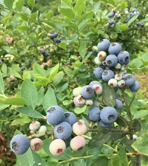 刚吃乌梅临武的黄金果浆又上市了