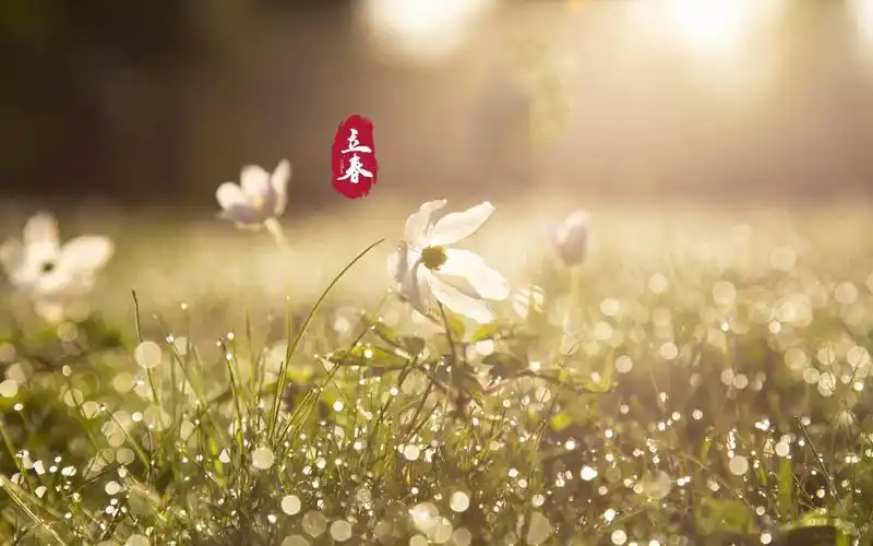 二十四节气立春高清桌面壁纸