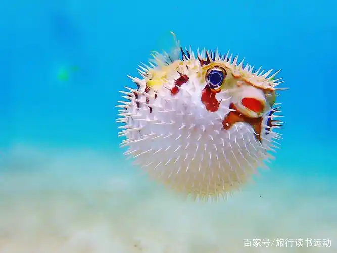 仙本那潜水,竟然遇见这些海底生物,太震惊了!