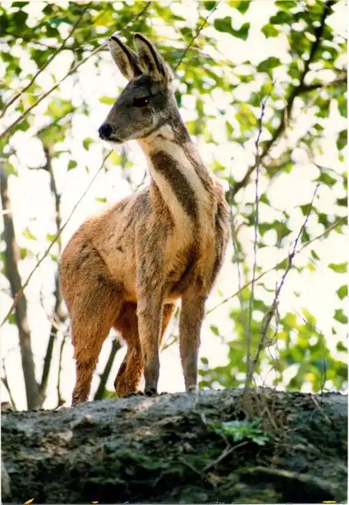 原麝 moschus moschiferus