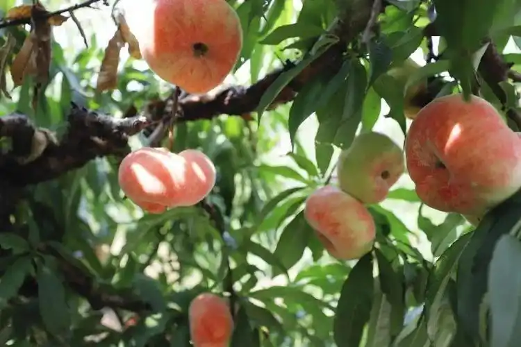 最美游记孙力梦里的瑶池蟠桃园