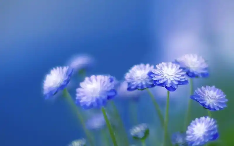 盛开的花朵唯美小清新壁纸