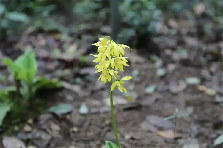 程慧萍摄人民网南昌4月11日电(记者秦海峰)近日,江西宜丰县境内的江西