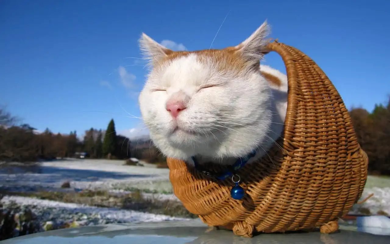 爱卖萌的可爱白色猫咪搞笑图片桌面壁纸高清