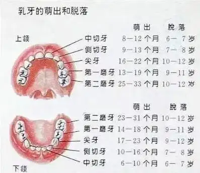 当儿童长到8-9岁时,开始长出侧切牙;10-12岁的儿童的双尖牙开始长出