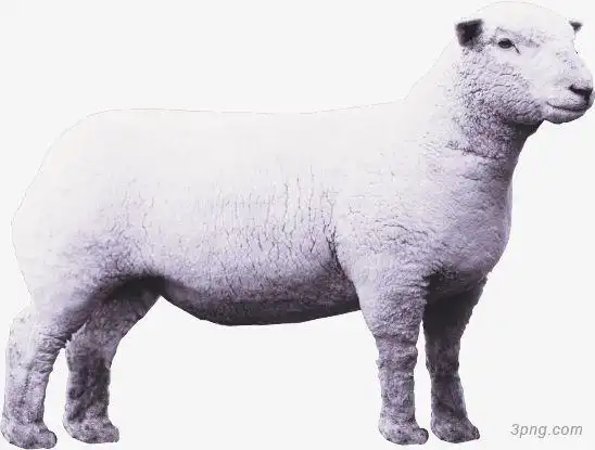 一只白色山羊png素材透明免抠图片-动植人物