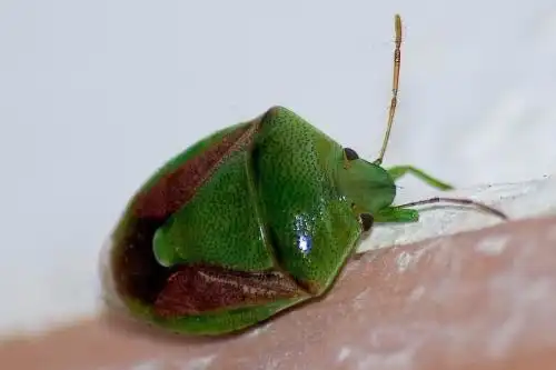 请问这个昆虫叫什么?谢谢