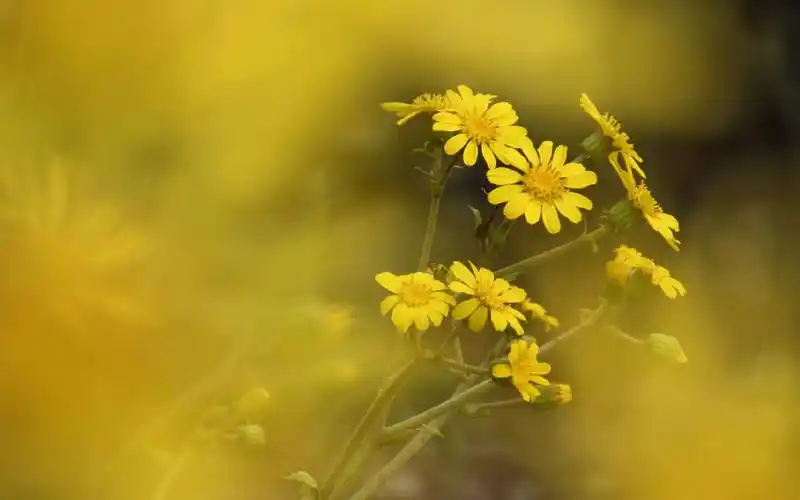 小清新黄色花卉高清桌面壁纸