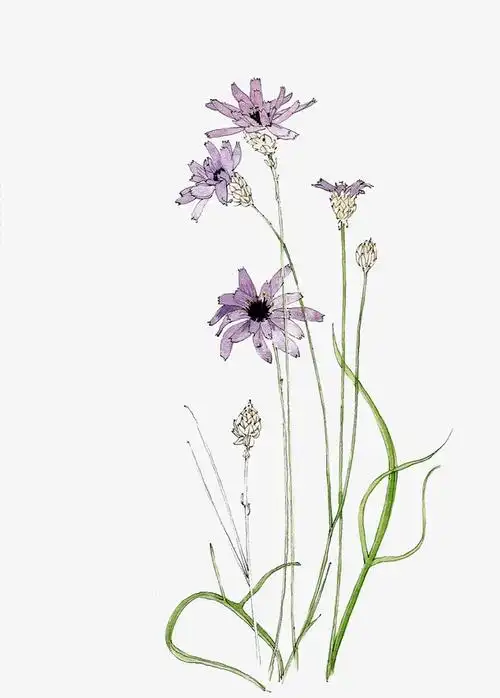 鲜花景观手绘线描图免抠素材免费下载_觅元素51yuansu.com